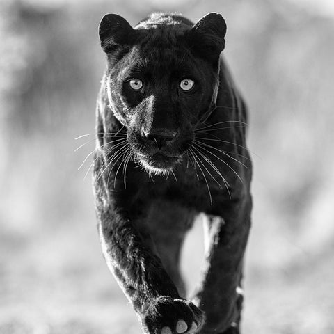 David Yarrow - Villa Bührle - 2024