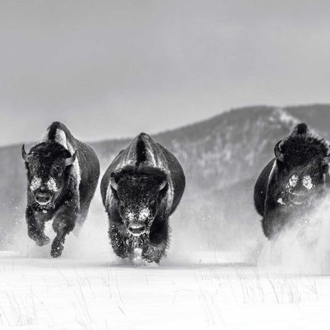 David Yarrow - Wild Heroes - 2021