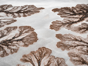 N°TCRDS06 (The Colorado River Delta Series)