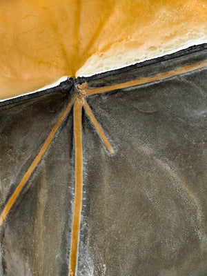 N°TSSIII27 (The Salt Series III, USA)