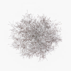 N°TTCS01 (The Tree Crown Series, Germany)