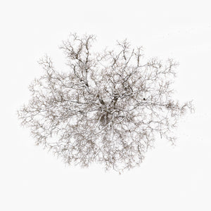 N°TTCS02 (The Tree Crown Series, Germany)