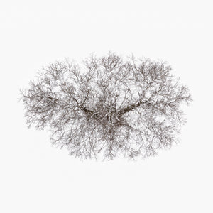 N°TTCS03 (The Tree Crown Series, Germany)