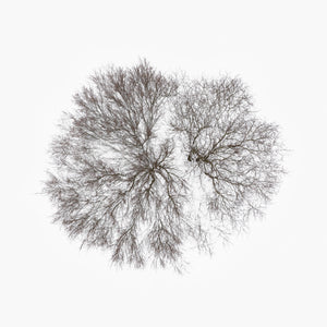 N°TTCS08 (The Tree Crown Series, Germany)