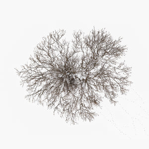 N°TTCS14 (The Tree Crown Series, Germany)