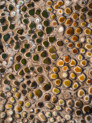 N°TSSIV01 (The Salt Series IV, Senegal)