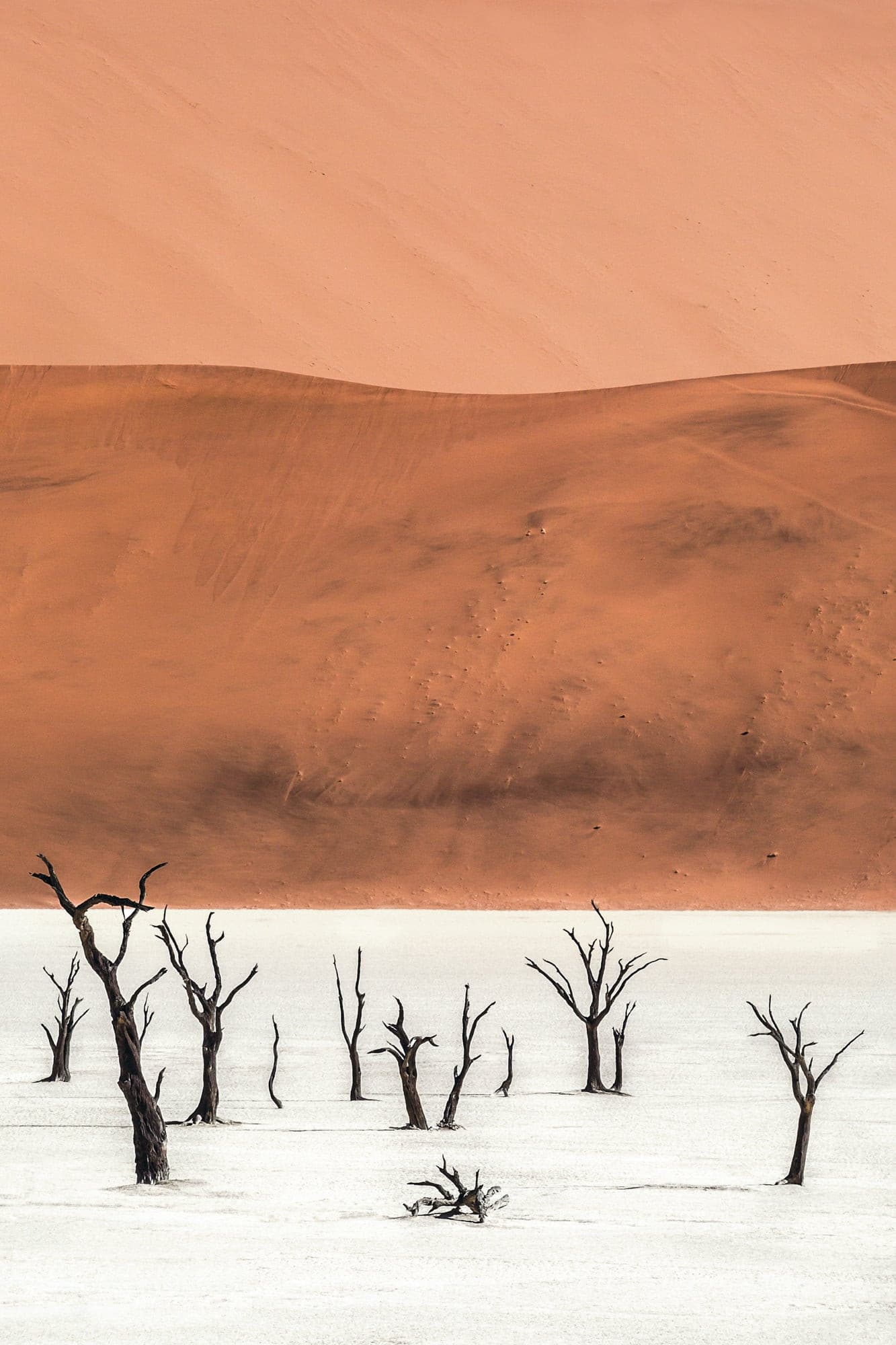 Tree of Life II, Namib Desert, Nambia - Petra Gut Contemporary AG Jasmine Rossi