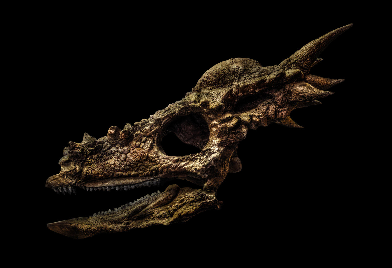 Stygimolch Spinifer by Christian Voigt, limited edition photography