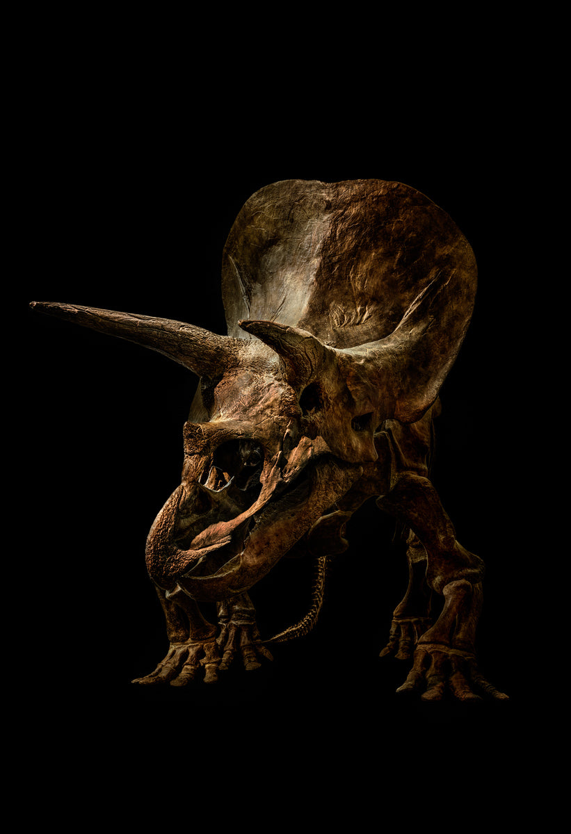 Triceratops Unio by Christian Voigt, limited edition photography