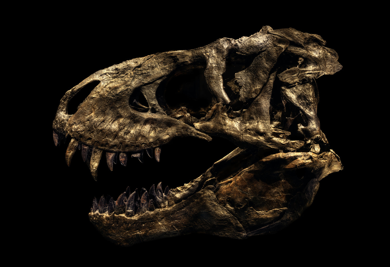 Tyrannosaurus Rex Tristan by Christian Voigt, limited edition photography