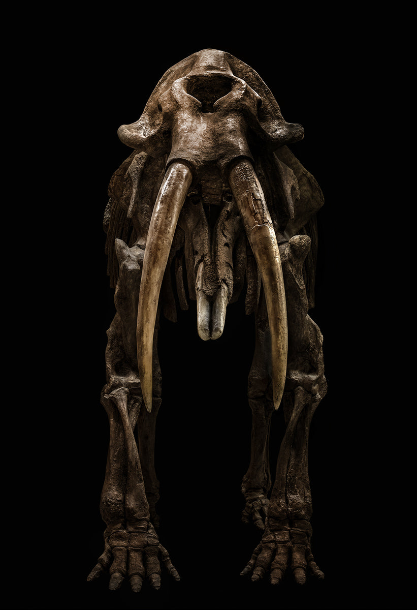 Gomphotherium Angustidens by Christian Voigt, limited edition photography