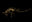 Kentrosaurus Aethiopicus by Christian Voigt, limited edition photography