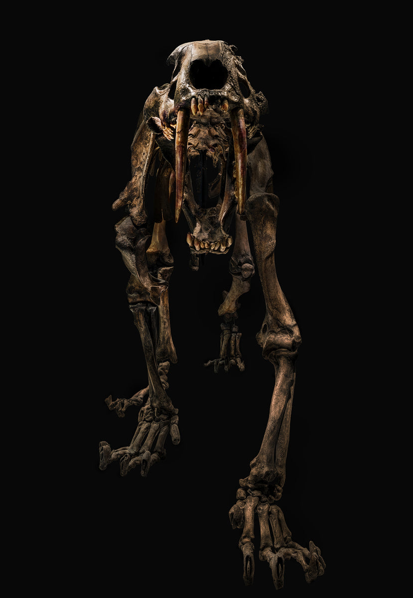 Smilodon Californicus by Christian Voigt, limited edition photography