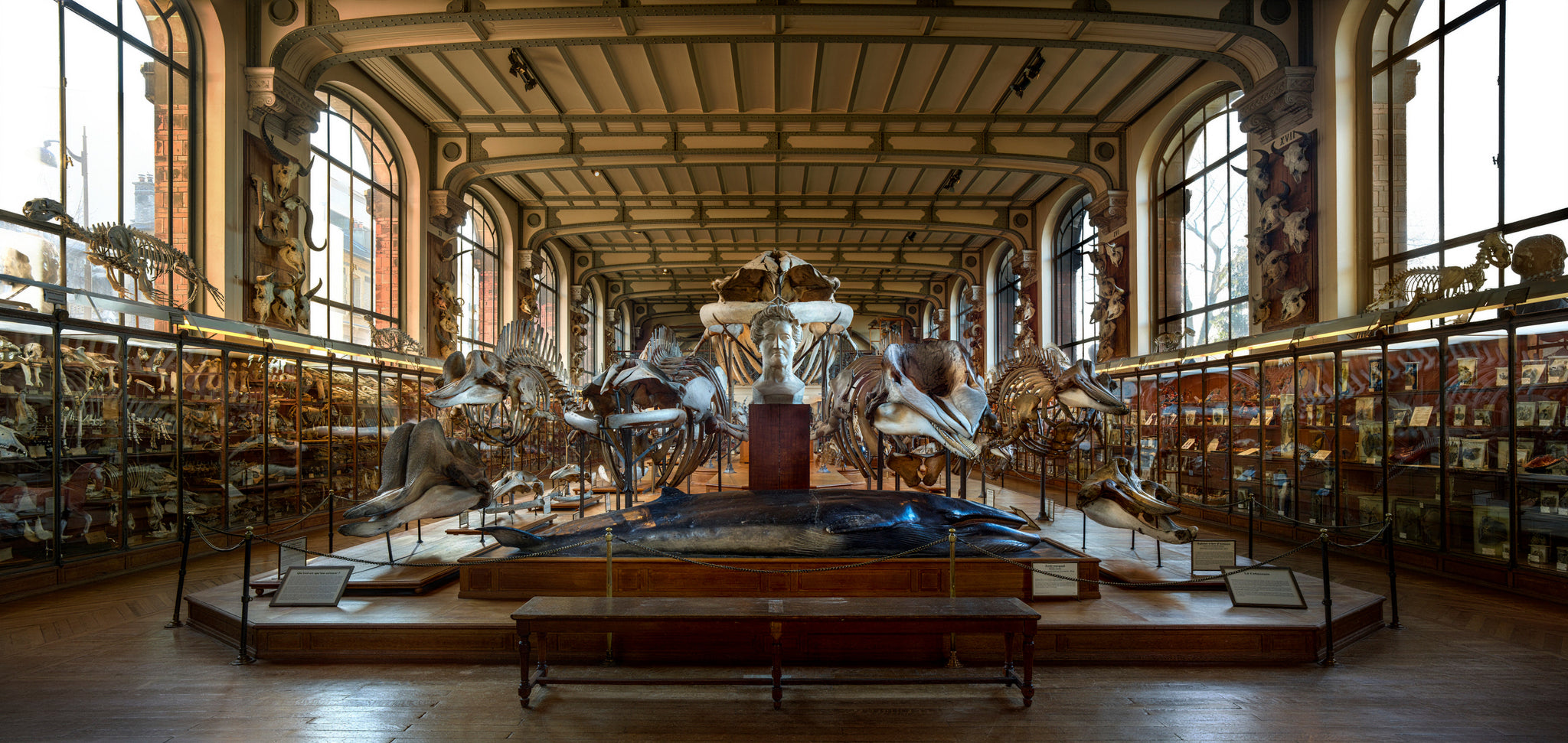 Galerie d'Anatomie Comparée by Christian Voigt, limited edition photography