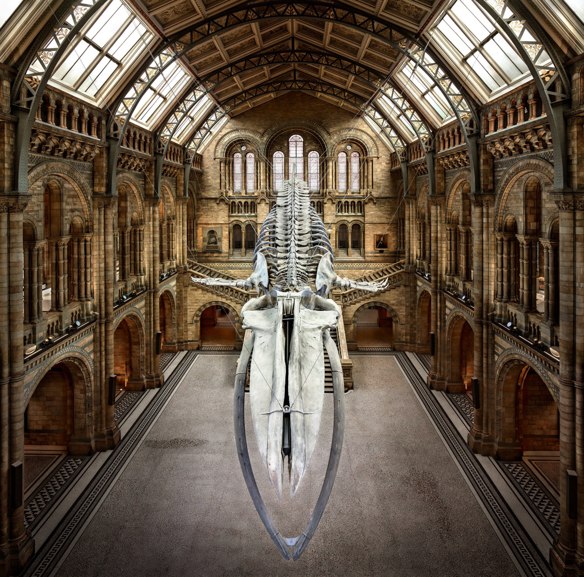 Balaenoptera Musculus by Christian Voigt, limited edition photography