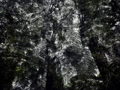 BWA 2024 5739 by Éric Bourret, limited edition photography