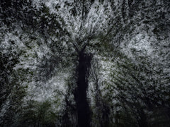 BWA 2024 9311 by Éric Bourret, limited edition photography