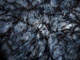 Primary Forest I 13426