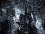 Primary Forest I 13629