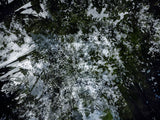Primary Forest I 13813