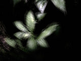 Primary Forest I 13901