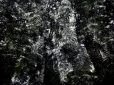 Primary Forest II 15739