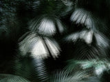 Primary Forest II 15970