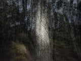 Primary Forest II 17081