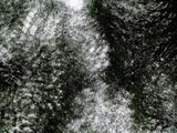 Primary Forest II 17256