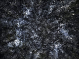 Primary Forest II 17317
