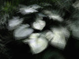 Primary Forest II 17372