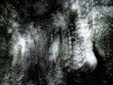 Primary Forest II 17411
