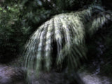 Primary Forest II 17557