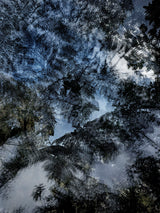 Primary Forest II 18093