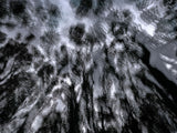 Primary Forest II 18909