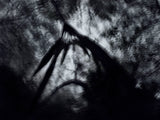 Primary Forest II 19007