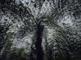 Primary Forest II 19311