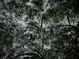 Primary Forest I 14474