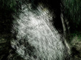 Primary Forest I 12557