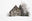 Chalet #13, Holeneich/Tuggen, Schwyz by Patrick Lambertz, limited edition photography