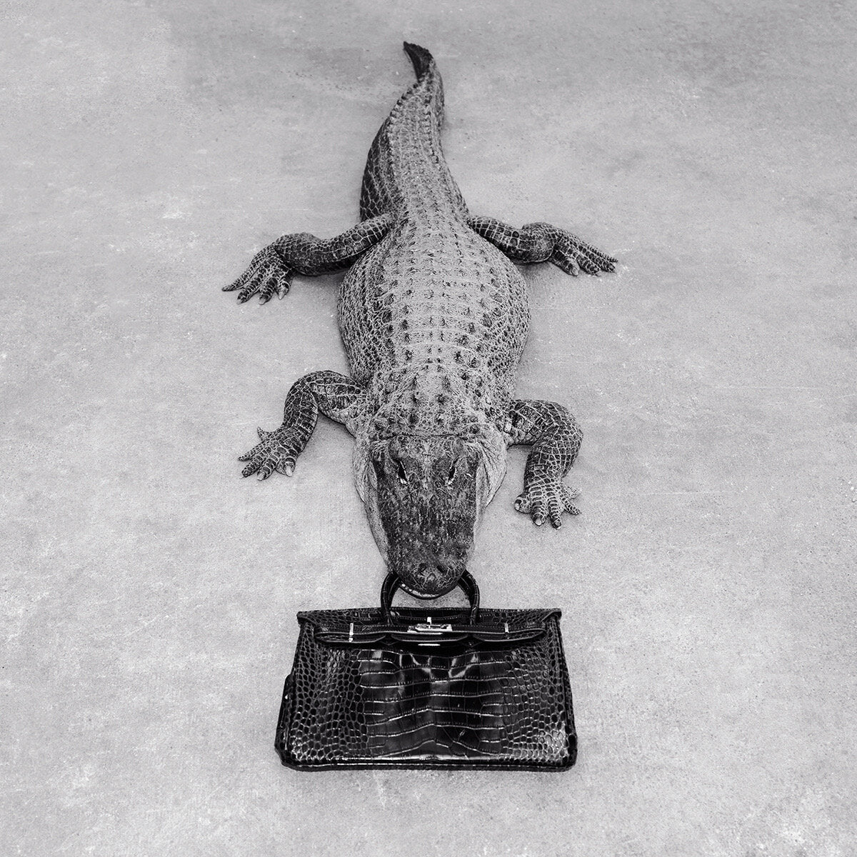 Gator Birkin Monochrome by Tyler Shields, limited edition photography
