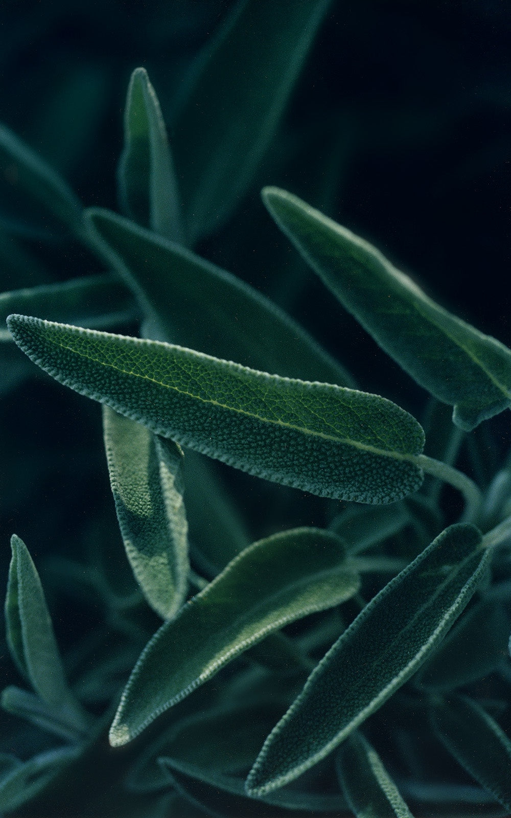 Salvia for Galatea