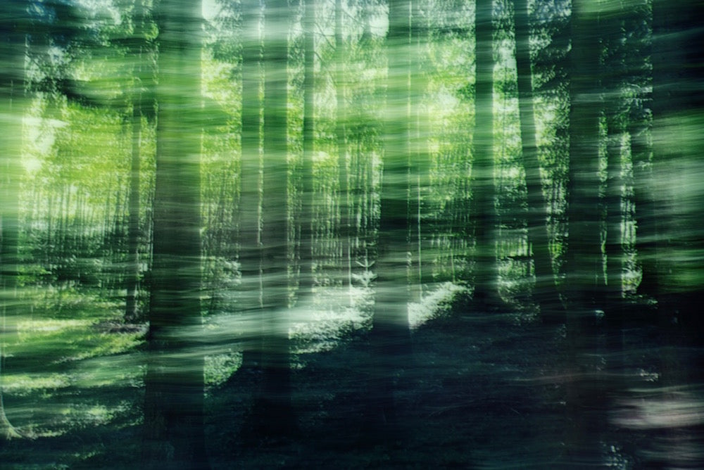 Glades No 2 by Karina Wisniewska, limited edition photography