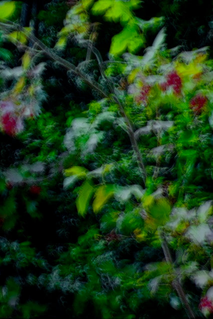 Glades No 64 by Karina Wisniewska, limited edition photography