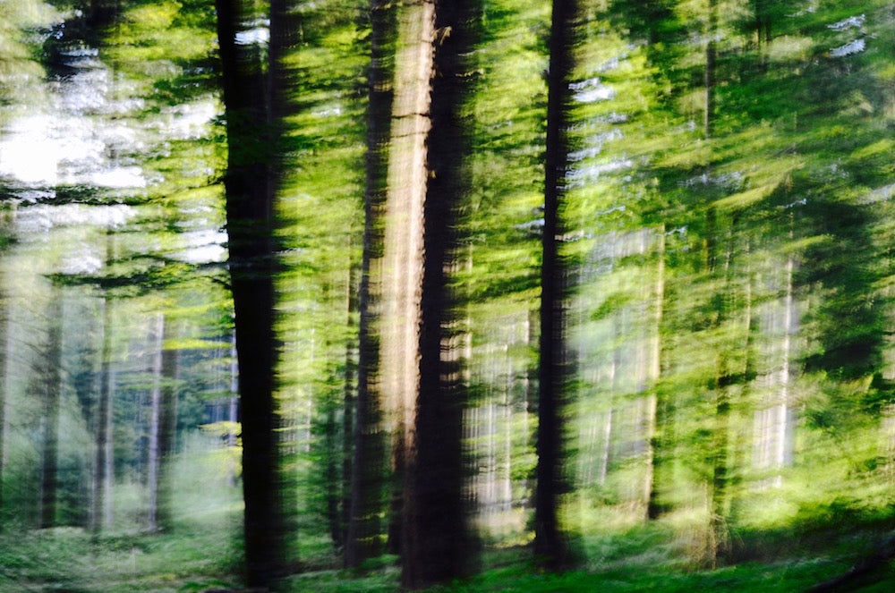 Glades No 61 by Karina Wisniewska, limited edition photography