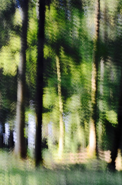 Glades No 22 by Karina Wisniewska, limited edition photography