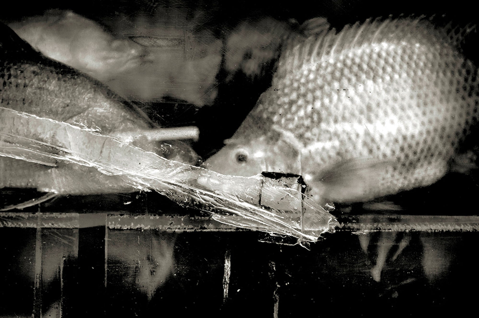 Kissing fishes by Andreas H. Bitesnich, limited edition photography