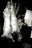 Butcher, Lisbon  by Andreas H. Bitesnich, limited edition photography