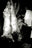Butcher, Lisbon  by Andreas H. Bitesnich, limited edition photography