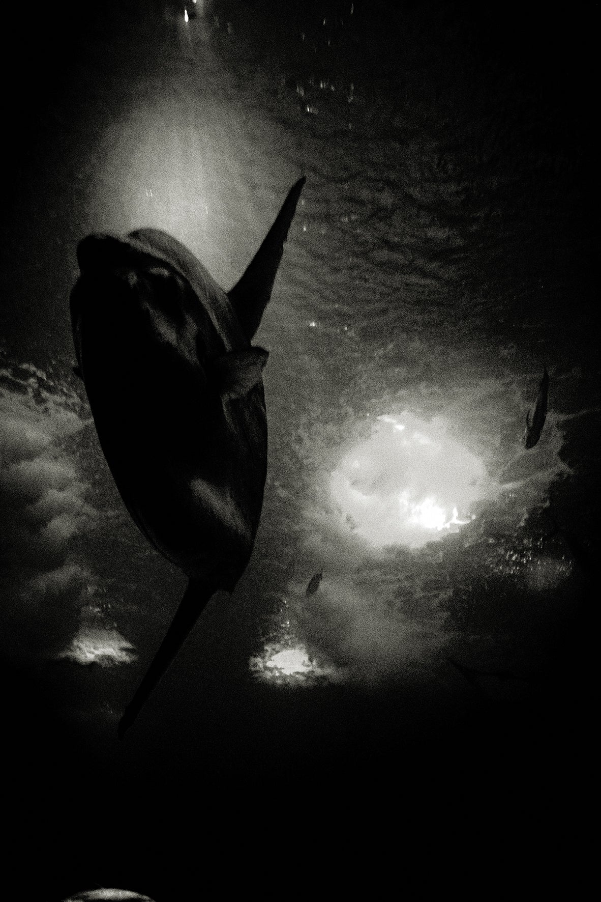 Big fish, small fish, Lisbon by Andreas H. Bitesnich, limited edition photography